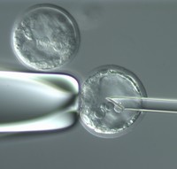 Obraz spod mikroskopu manipulacyjnego przedstawiający iniekcję zarodkowych komórek pnia myszy do blastocysty mysiej: