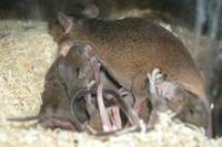 Transgeniczna mysz z potomstwem